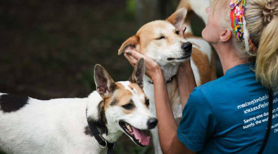 Top 10 Reasons to Adopt a Pet Instead of Buying One